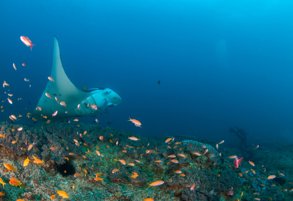 Diving in Mozambique Diving Squad