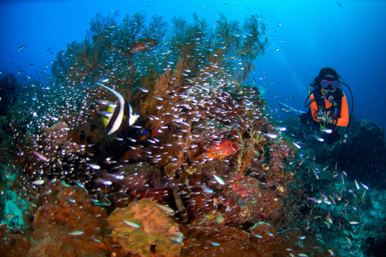 Raja Ampat Diving brings you face to face with incredible coral