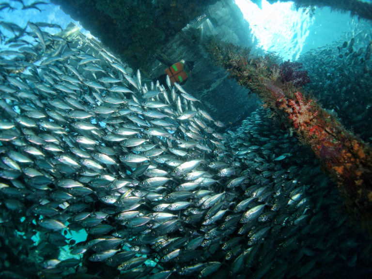 Fish swarm around a pier in Raja Ampat