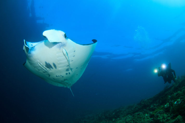 Scuba Diving with Manta Rays in Raja Ampat