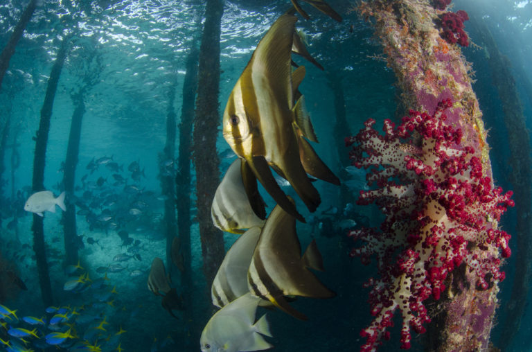 raja ampat scuba diving