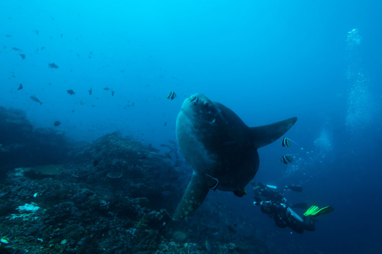 bali diving season