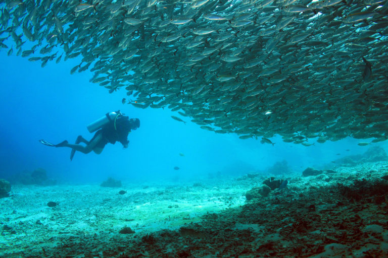 Scuba Diving with Huge Shoal of Fish during Raja Ampat Liveaboard