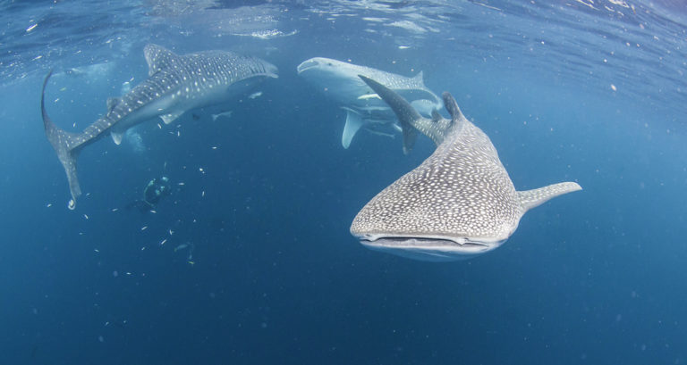 Whale Sharks in Raja Ampat