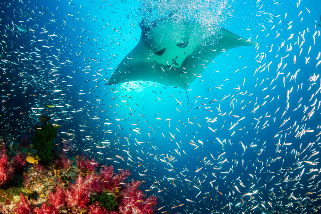 Huge Manta Ray swims over coral reef.