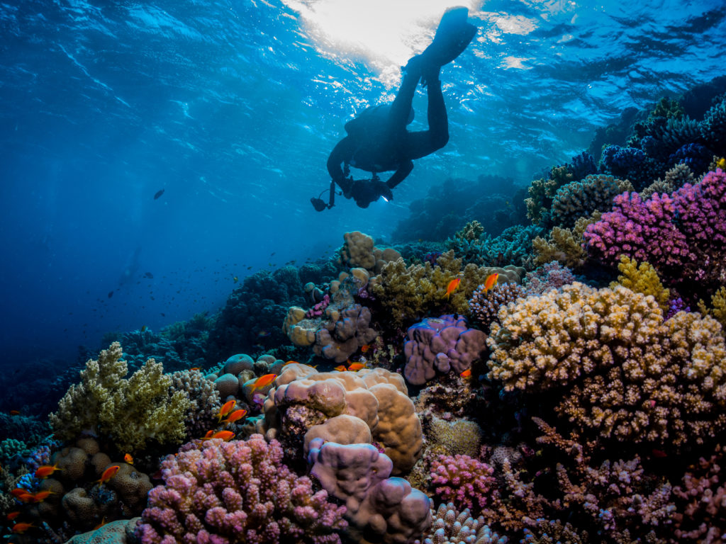 scuba diver over colourful coral reef in the red sea.