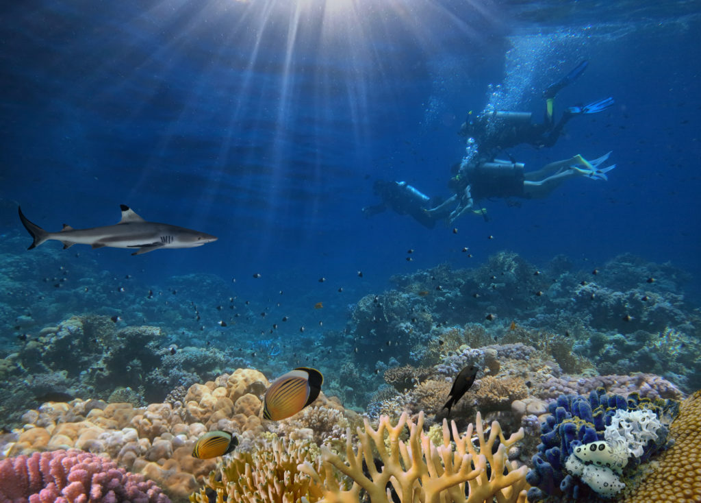 divers with shark over coral in red sea.