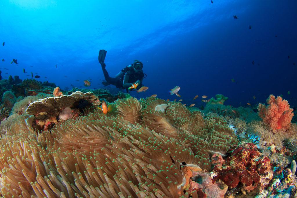 Scuba Diving Refresher Tips