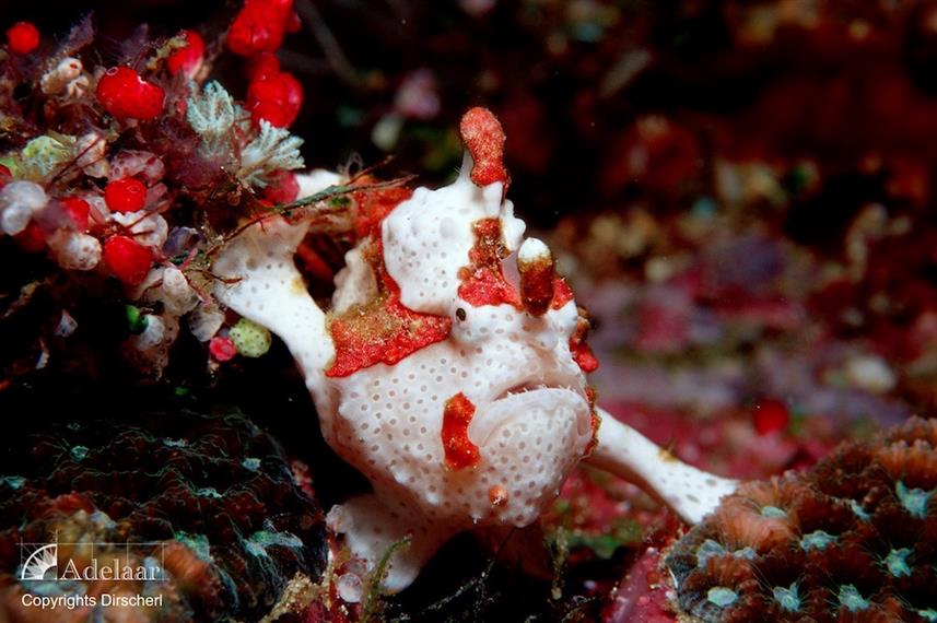 Pygmy Frogfish against red coral.