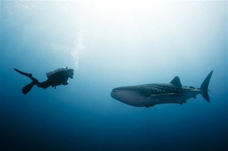 Scuba diver coming face to face with a mighty whale shark.