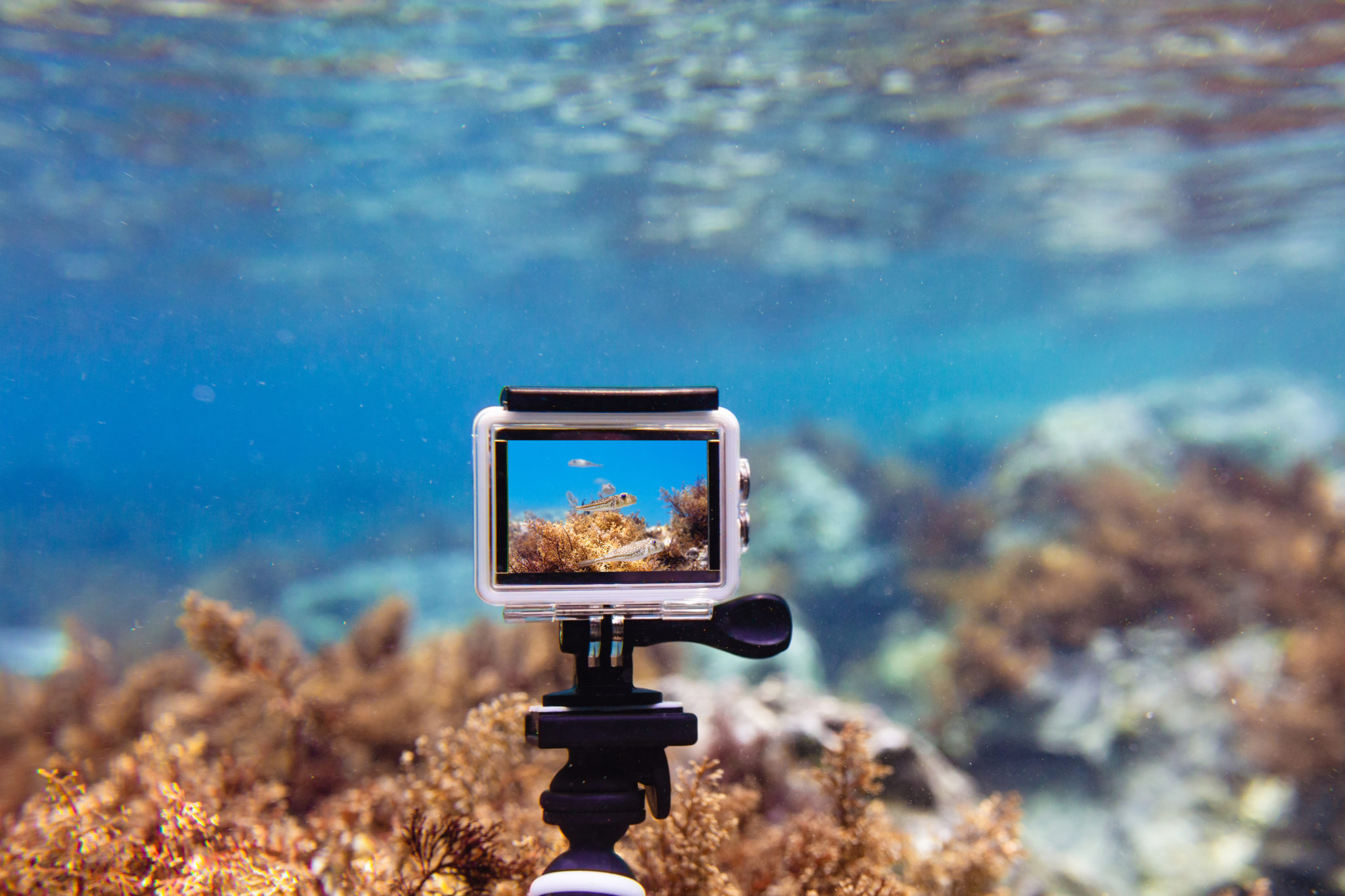 10 Best Cheap Underwater Cameras Reviews & Info (2023 EDITION)
