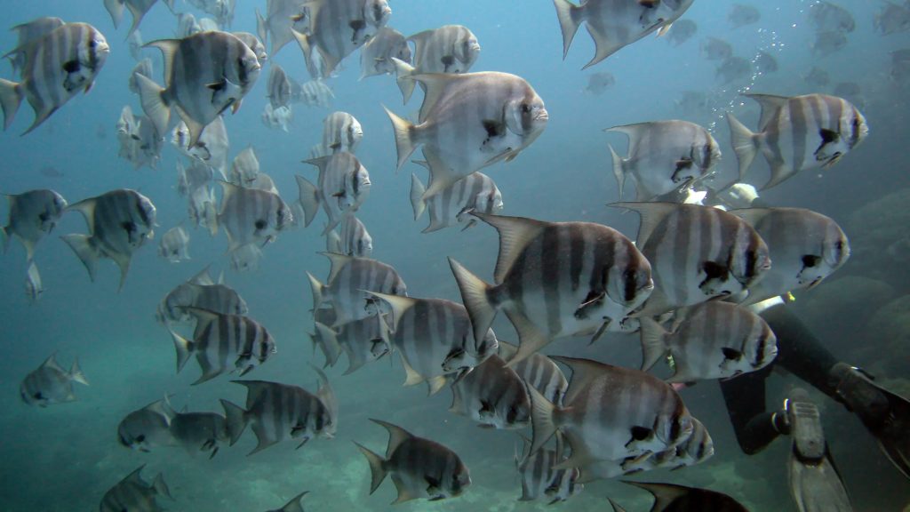 coiba diving