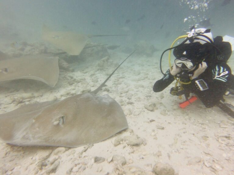 Female scuba diver (Stanislava) resting next to group of stingrays in the Maldives during feeding frenzy.