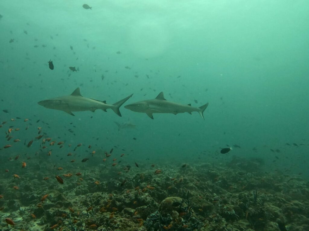 Two grey reef sharks against a coral backdrop in the Maldives during a liveaboard trip with Iruvai.