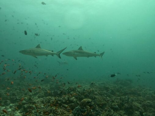 Two grey reef sharks against a coral backdrop in the Maldives during a liveaboard trip with Iruvai.