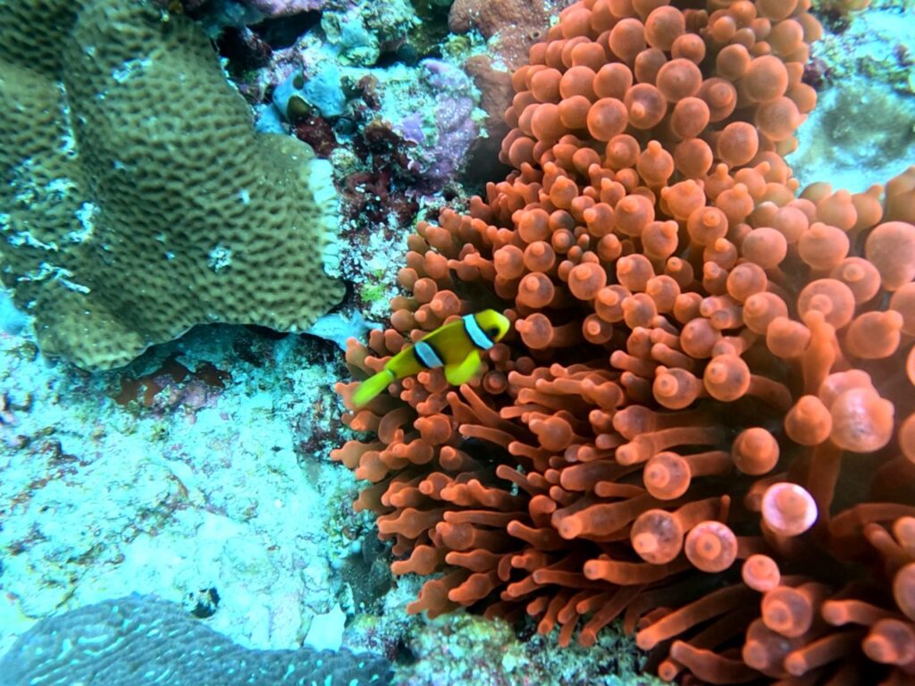 Clownfish against coral and red sea anemone in the Maldives.