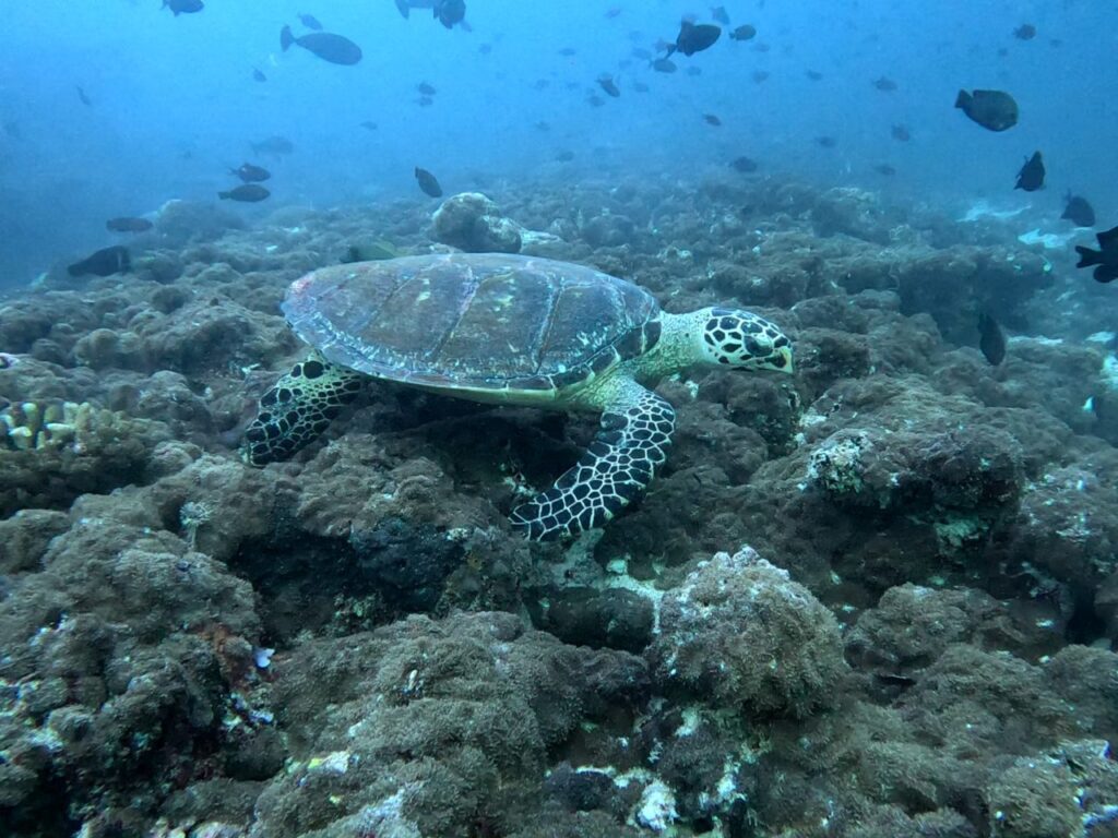 Turtle underwater in the Maldives during liveaboard trip.