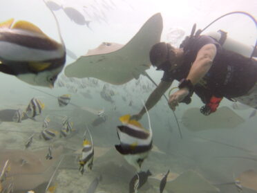 Scuba diver surrounded by Stingrays and fish in the Maldives.