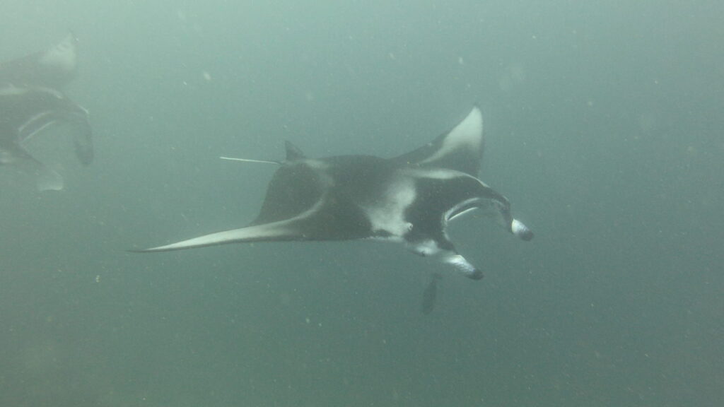 Two manta rays from side profile in the Maldives during a liveaboard trip.