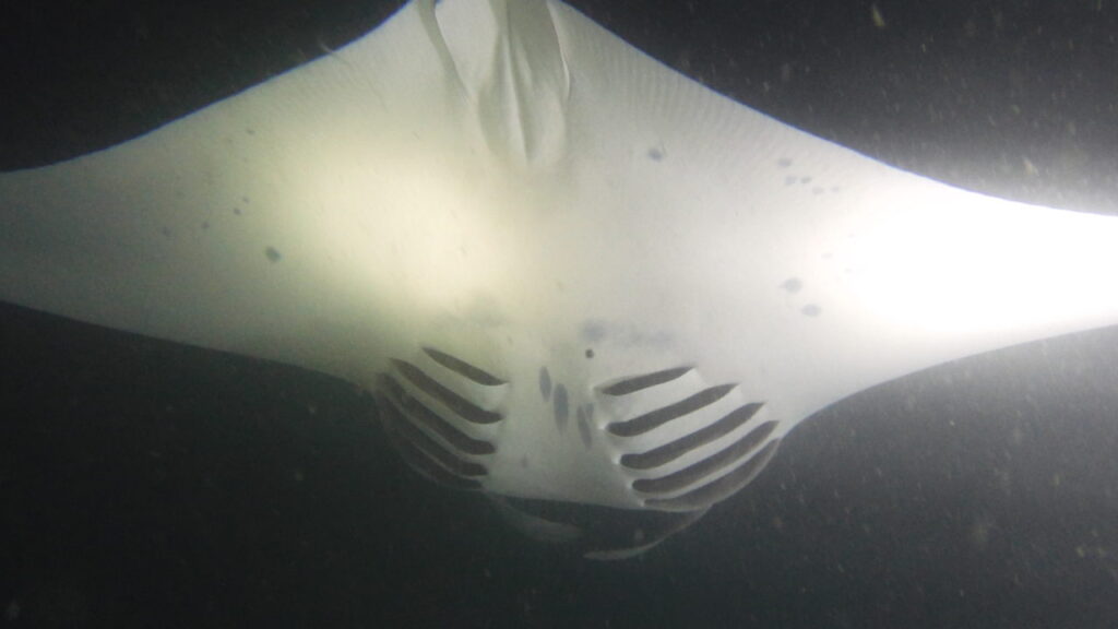 Manta Ray during a night dive in the Maldives.