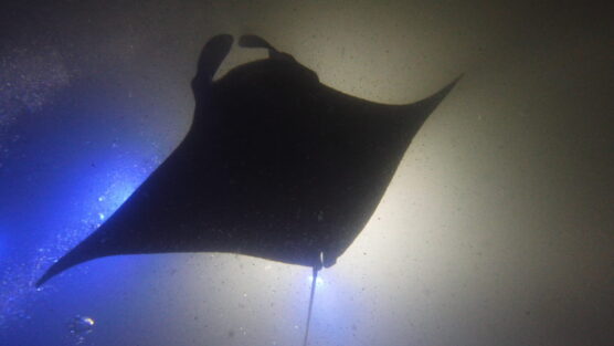 Night manta silhouette still epic