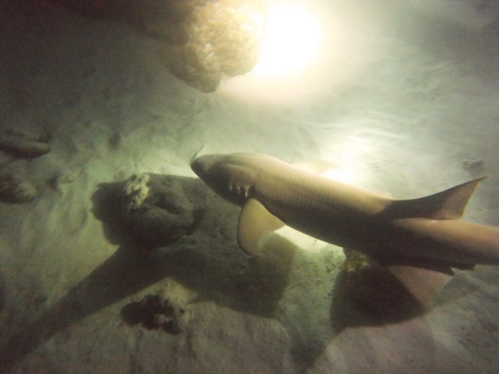Nurse Shark during a night dive in the Maldives.