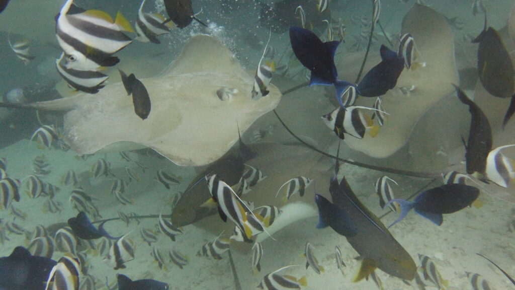Huge swarm of stingrays and fish during feeding frenzy on Soleil 2 Maldives liveaboard trip.