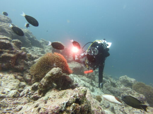 Scuba diver girl in the Maldives photographing clownfish in crystal clear water.