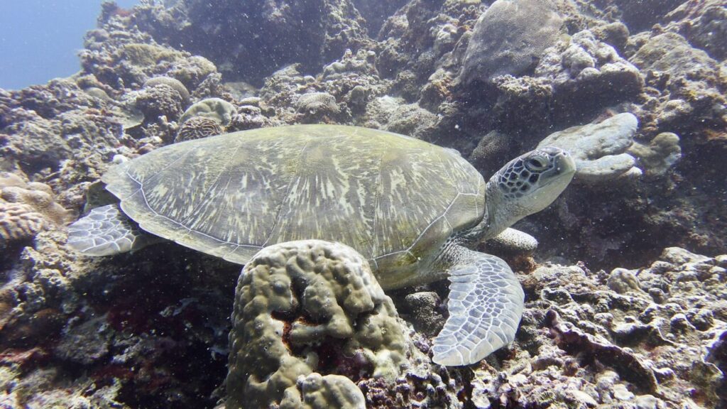 Green sea turtle at Moalboal diving site.