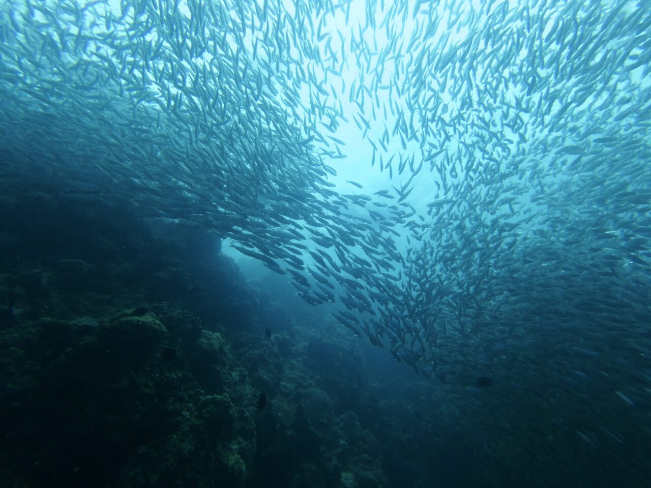 Huge school of sardines at the Moalboal dive site "Sardine Run".