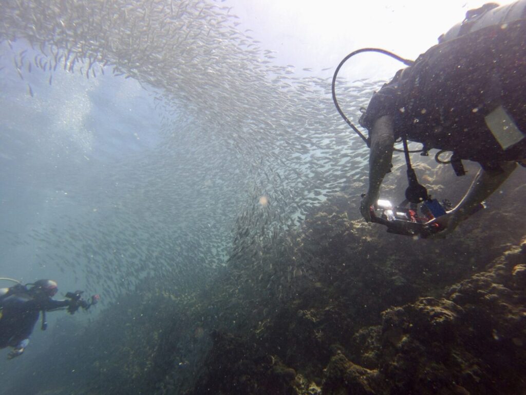 Scuba divers at Sardine Run dive site of Moalboal.