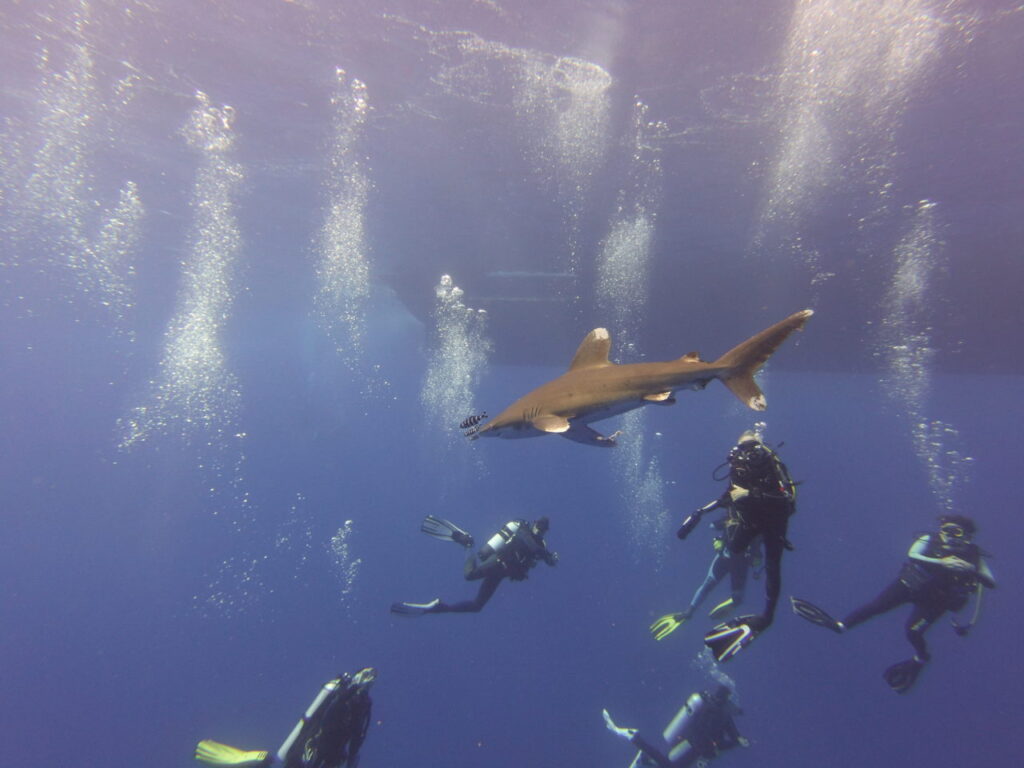 Oceanic whitetip shark with scuba divers in Elphinstone during Red Sea liveaboard trip.