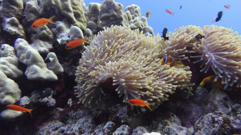 Close up of aneomne and clown fish with anthias in the red sea during a dive trip.l