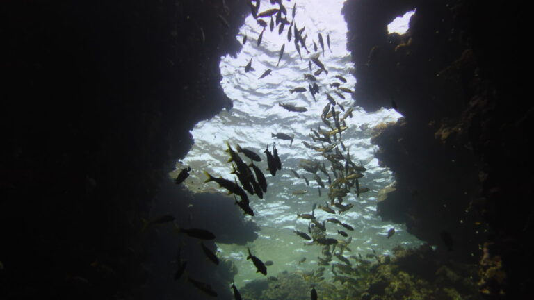 Beautiful outline of fish in cavern of St.John's Reef in Egypt's Red Sea.