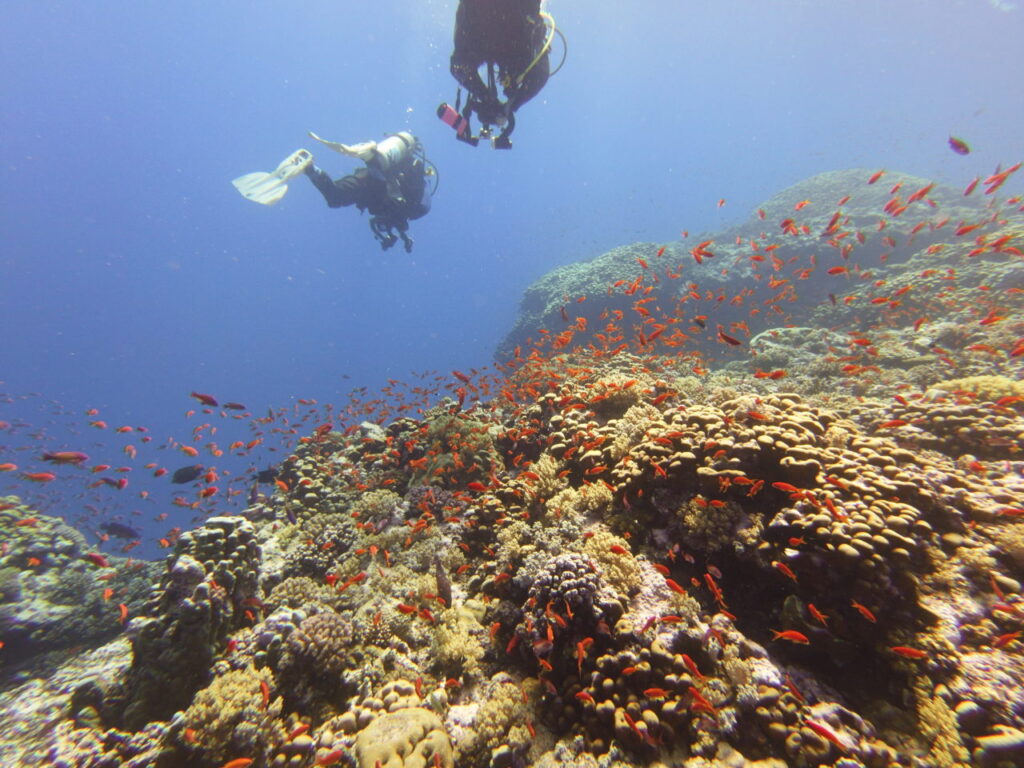 Scuba divers in the Red Sea over sunlit coral reef.