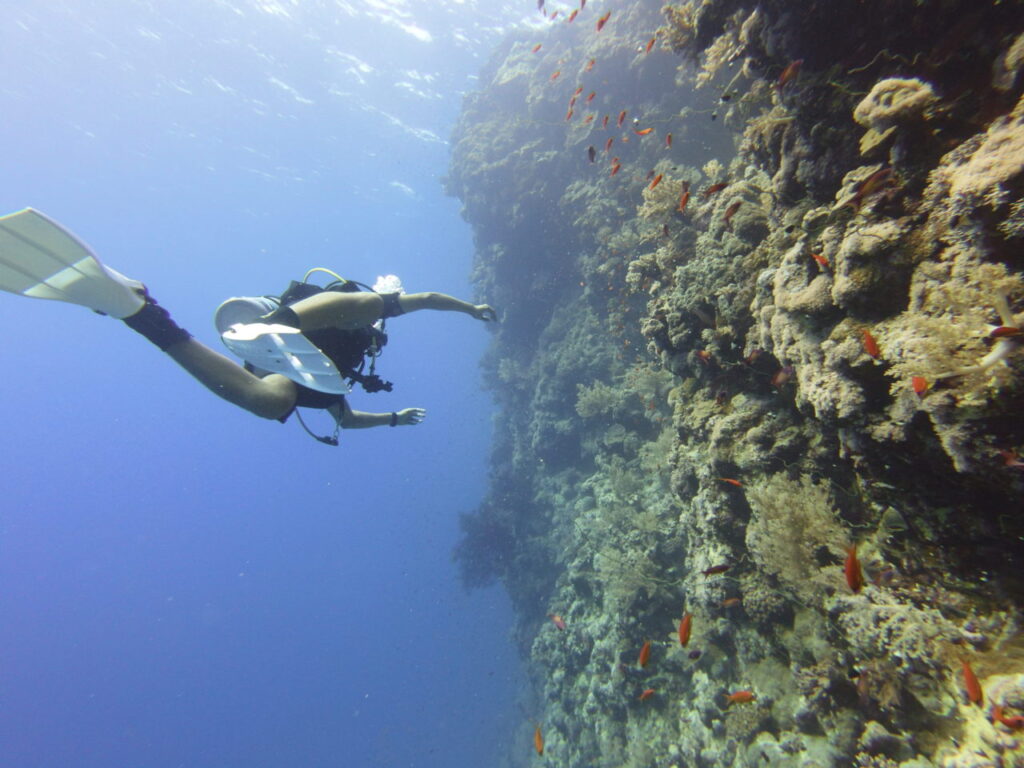 Diver next to huge coral wall in the Red Sea during a liveaboard dive safari.