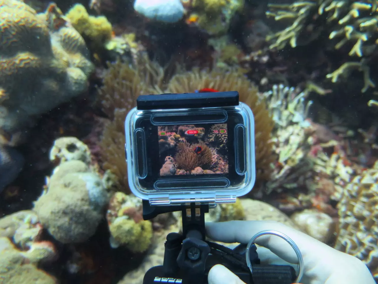 underwater photography tips