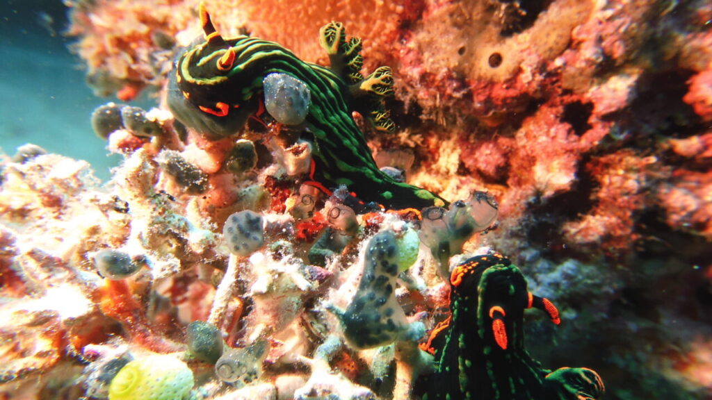 2 green nudibranch on a macro dive at Balicasag, Bohol