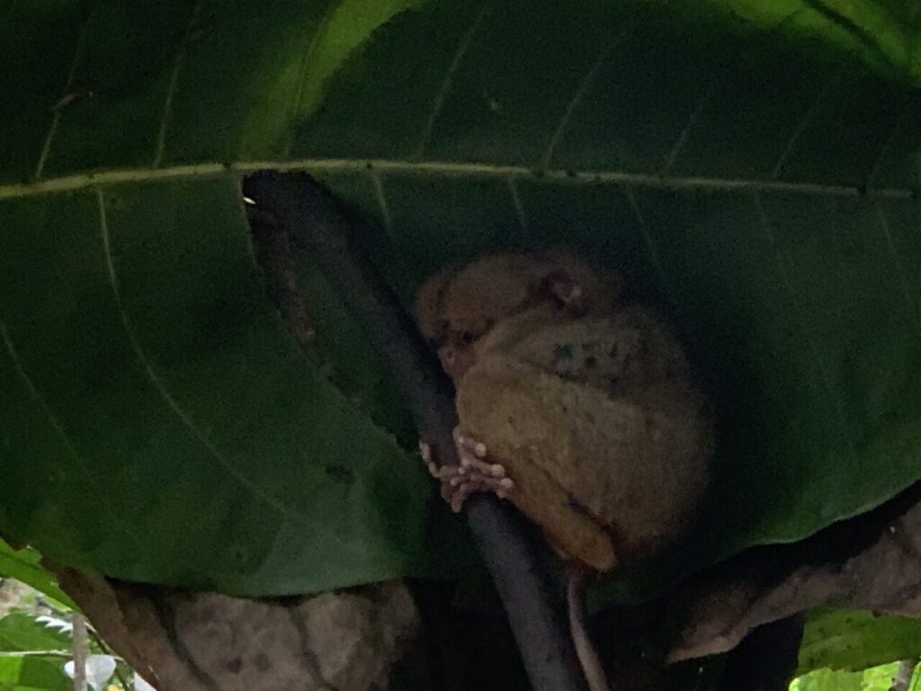 Sleeping Tarsier at Tarsier Reserve of Bohol.