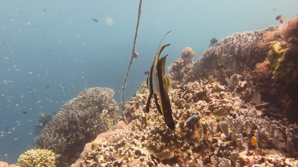 Various fish whilst diving Bohol.