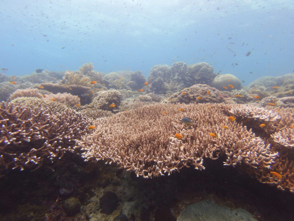 Colourful hard coral reef at Bohol scuba diving site.