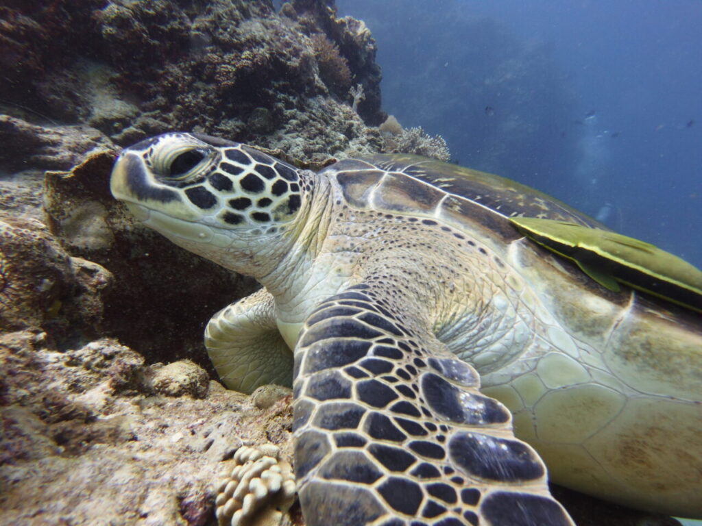 A green sea turtle seen at a pamilacan dive site of Bohol.
