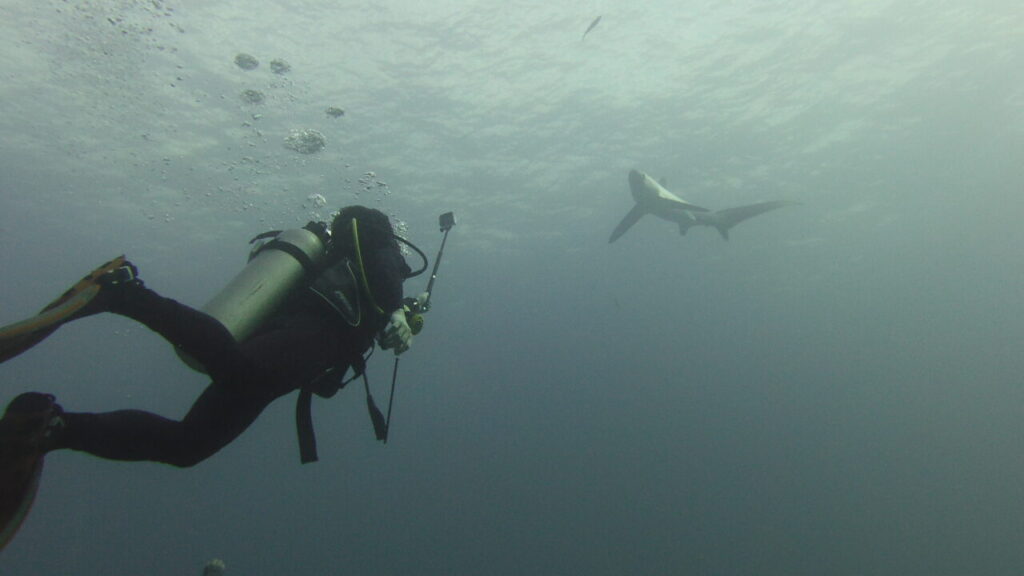 Scuba diver filming thresher shark with gopro at Monad Shoal dive site