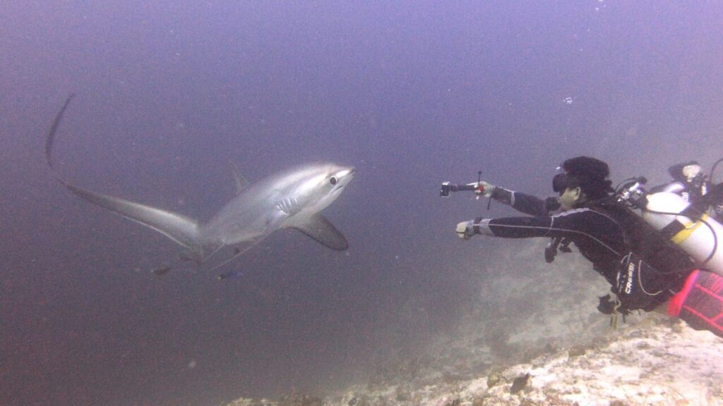 Scuba Diver coming face to face with Thresher Shark at Kinad Shoal dive site of Malapascua