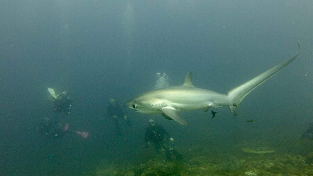 Thresher shark passing group of divers at Malapascua dive site kinad shoal