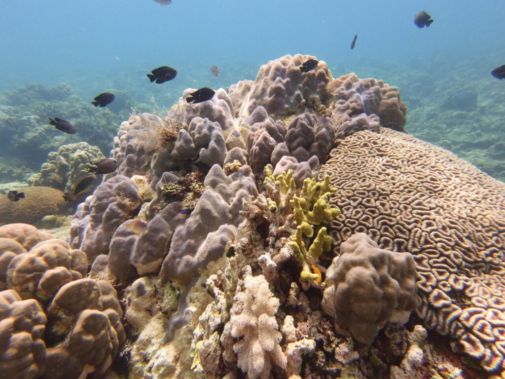 Beautiful coral reef at a dive site of Siquijor