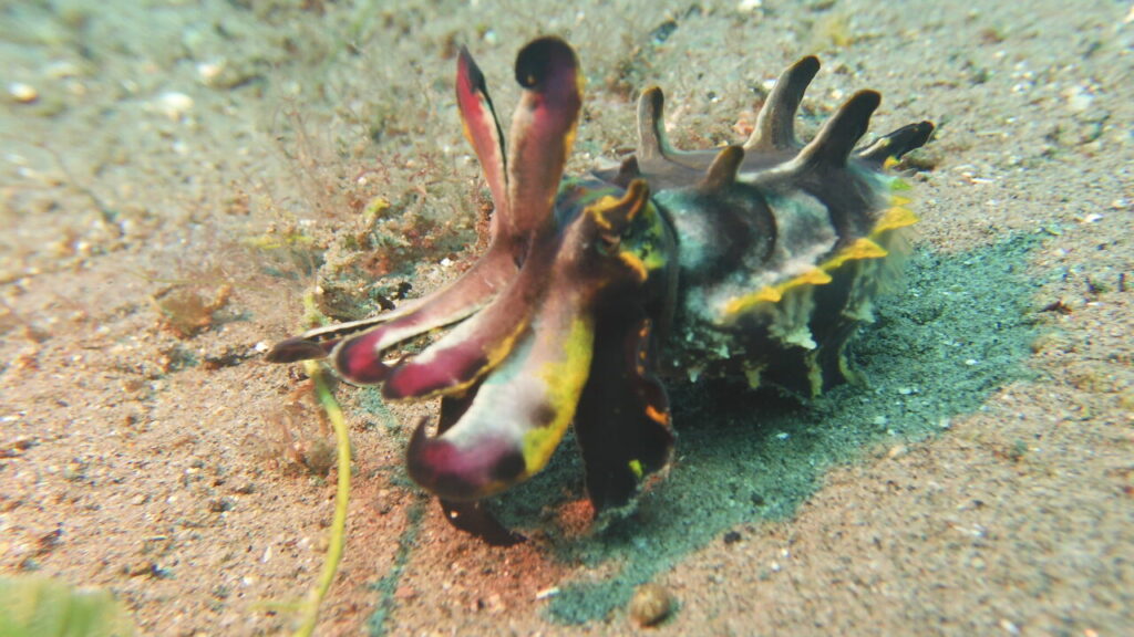 Flamboyant cuttlefish sighted at muck dive site around Dauin / Dumaguete.