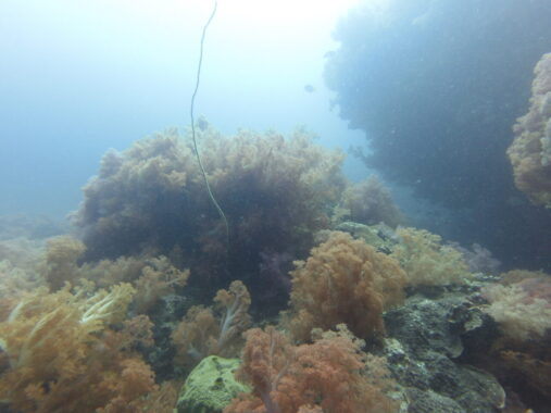 Colourful soft coral gardens around Gato Island