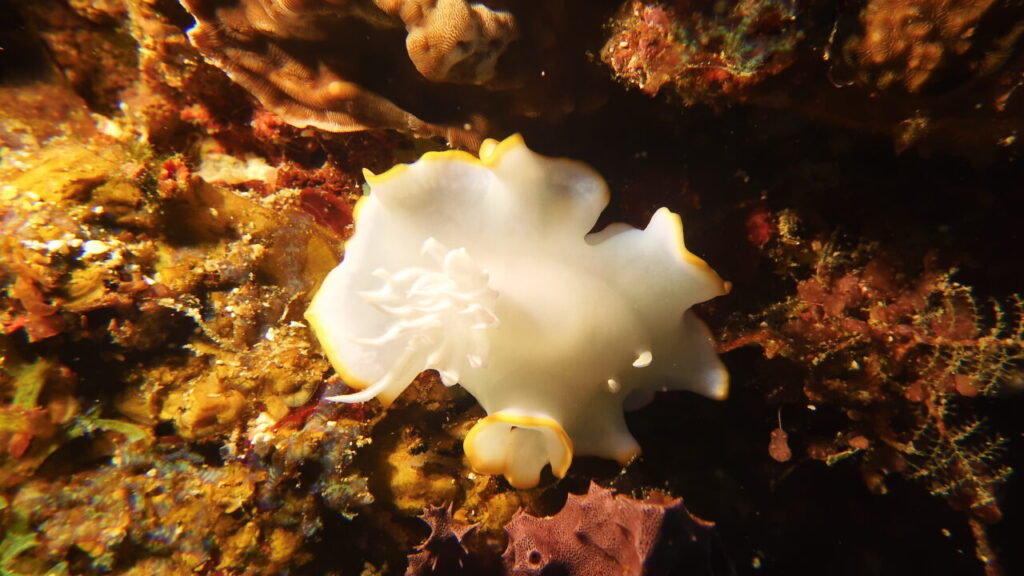 Flat white nudibranch against coral reef at Siquijor wall dive.