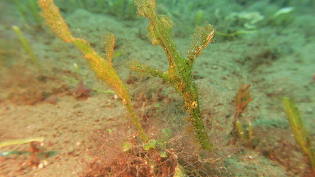 2 green pipefish at Dauin dive site.